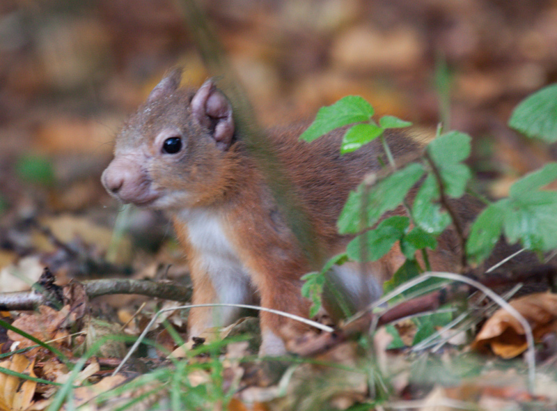 Red squirrel with leprosy on ear and muzzle. (Image: Karen van der Zijden)